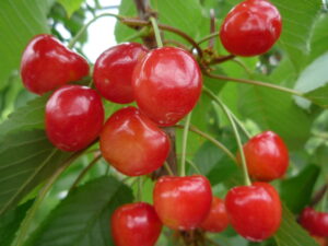 さくらんぼの画像