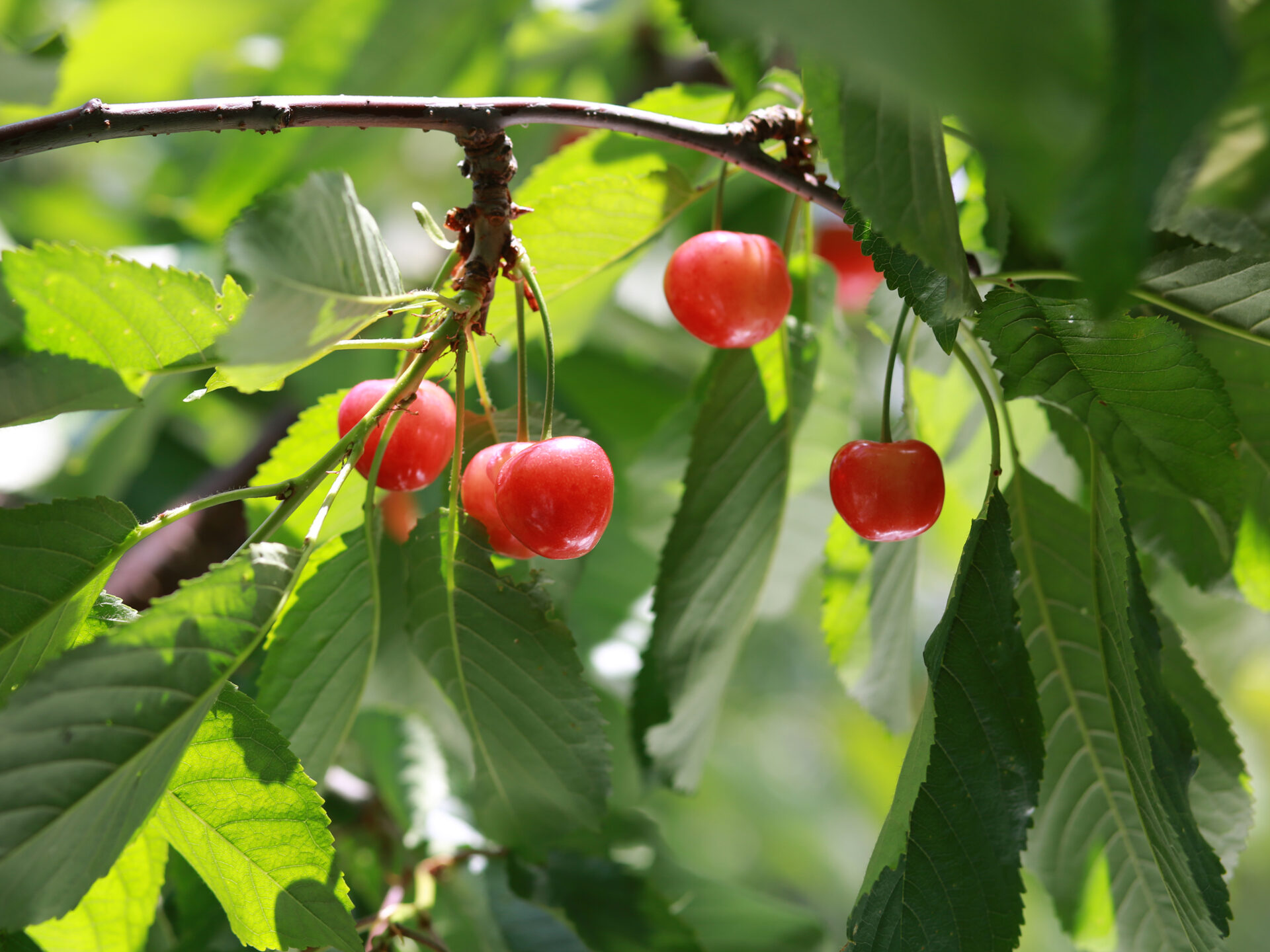 さくらんぼの画像